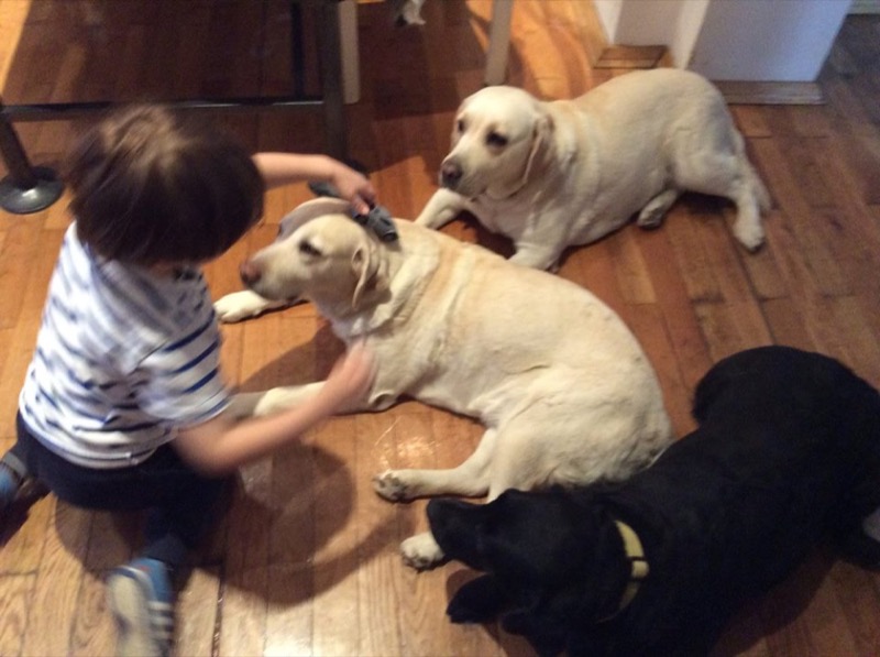 Bubi, Rubi i Loti, tri terapijska labradora Logolaba, sede sa detetom tokom sesije terapije životinjama